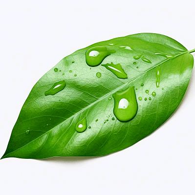 🌴菩提树下🌴