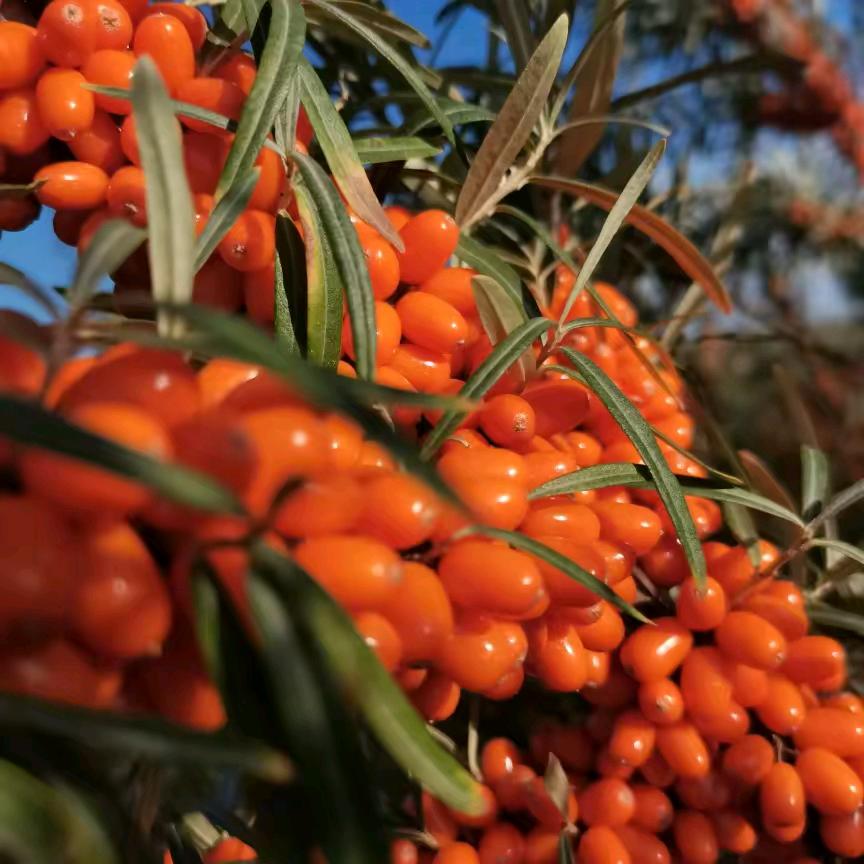 沙棘原浆源头工厂