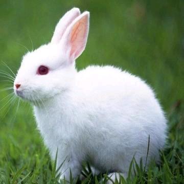 聪明大白兔