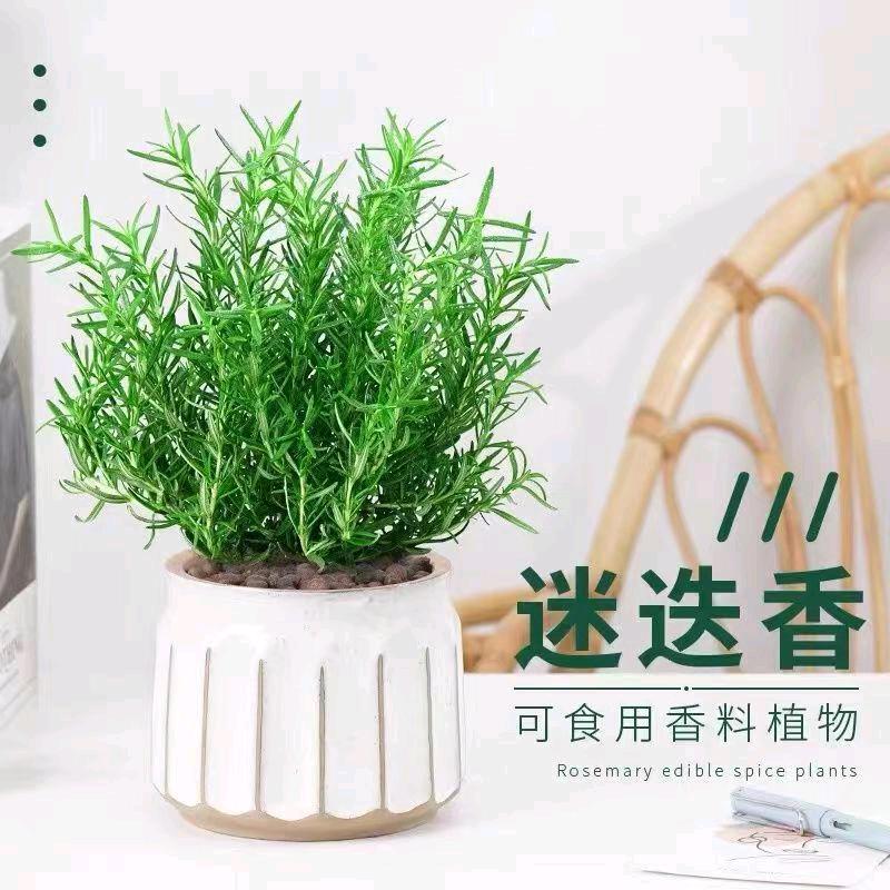 帅帅园林工程