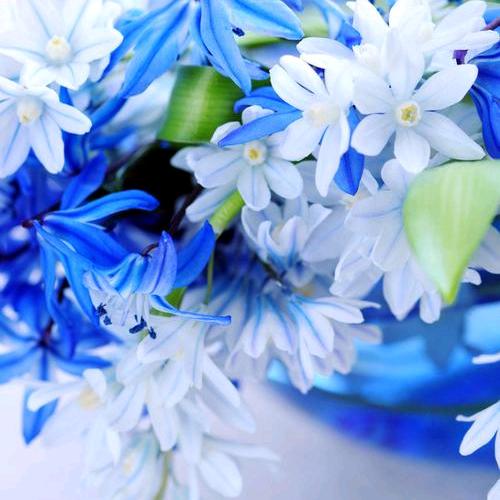 采桑子与蝶恋花头像