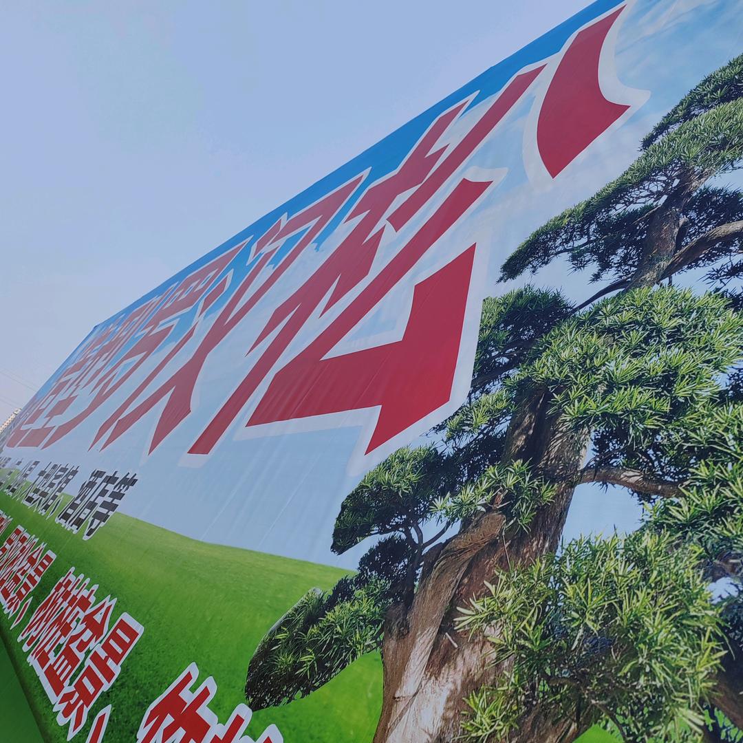 圆显罗汉松