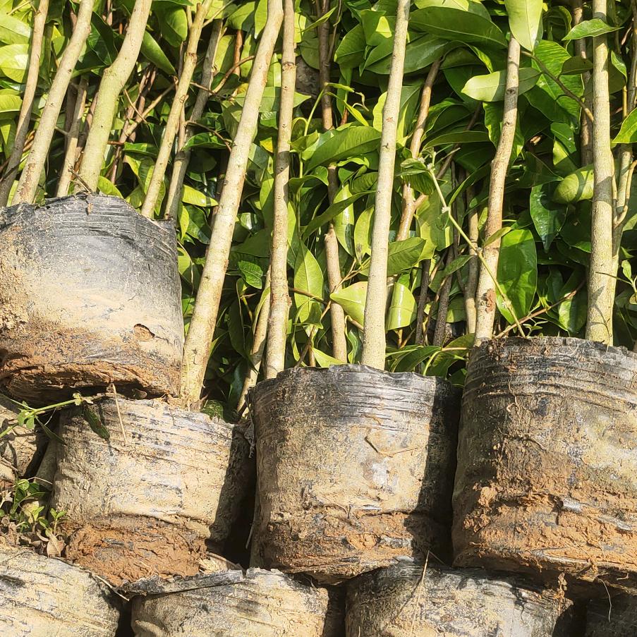 董沉香底苗，奇楠苗，批发