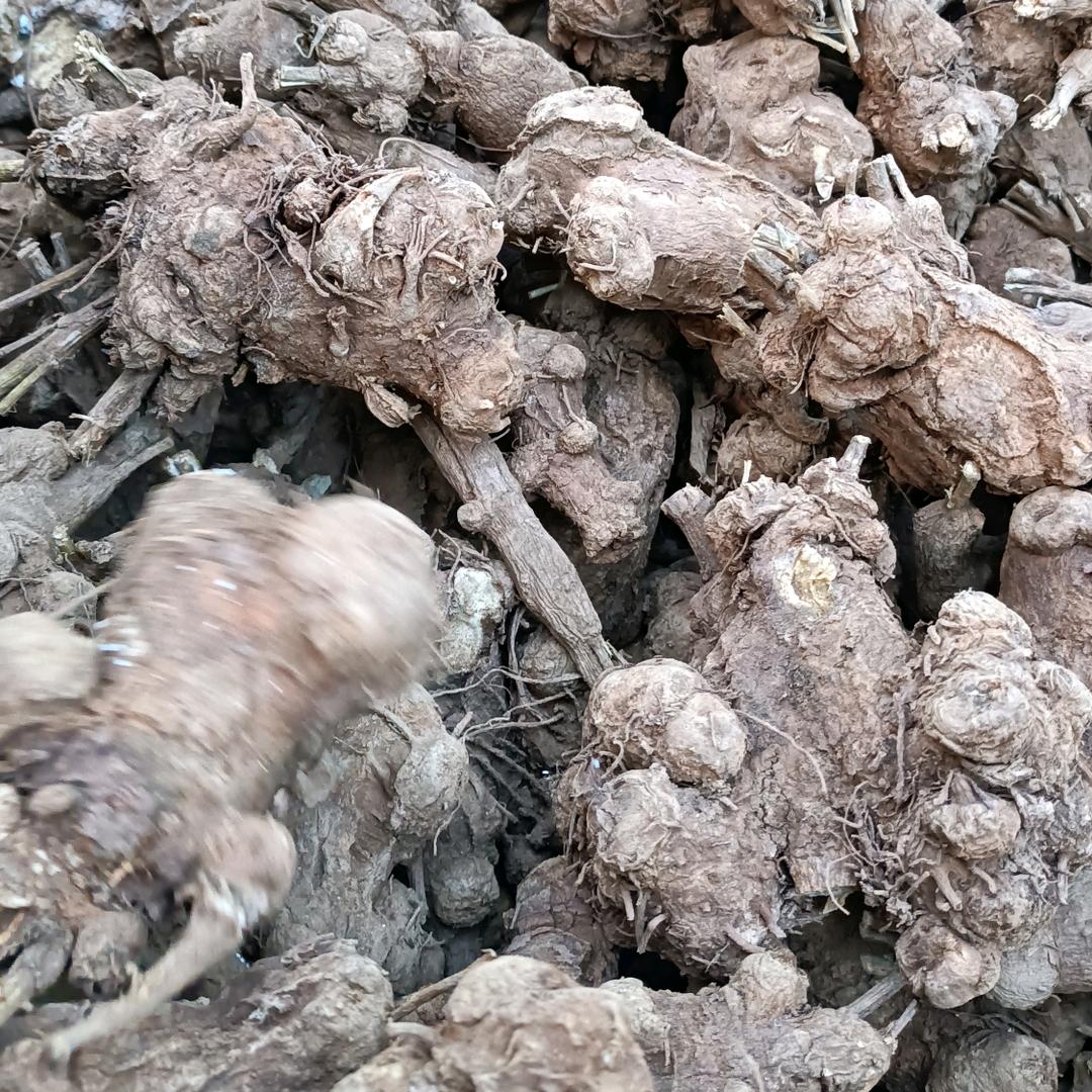 白术片子长年加工