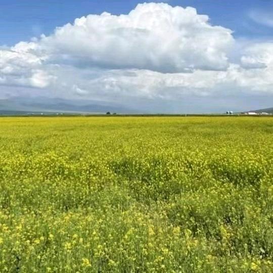 ✿✿ヽ(°▽°)ノ✿