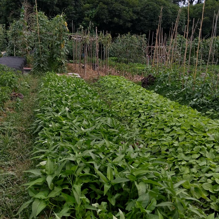 我能做什么（之墙头草马后炮）