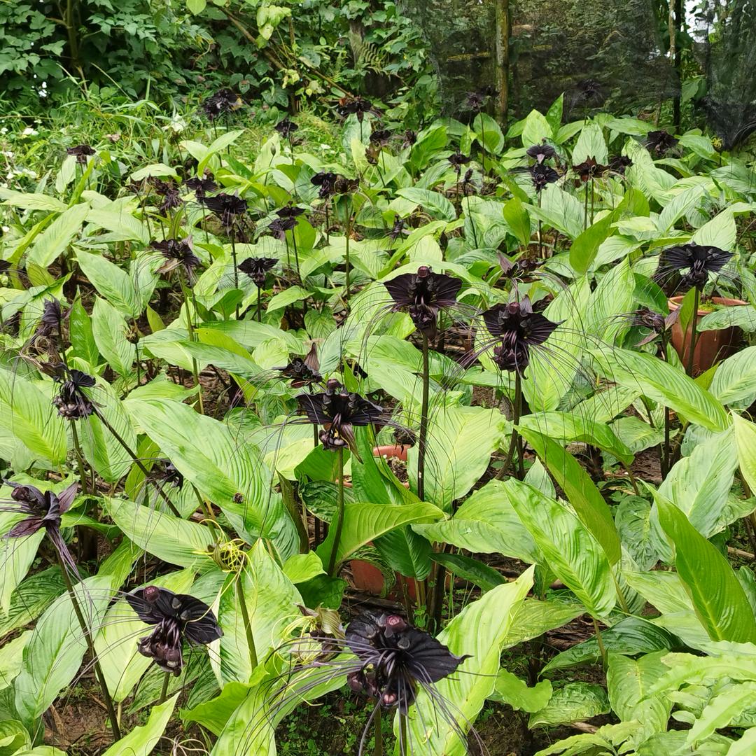 @花开半夏꧔ꦿ᭄💞: 快ᨶ