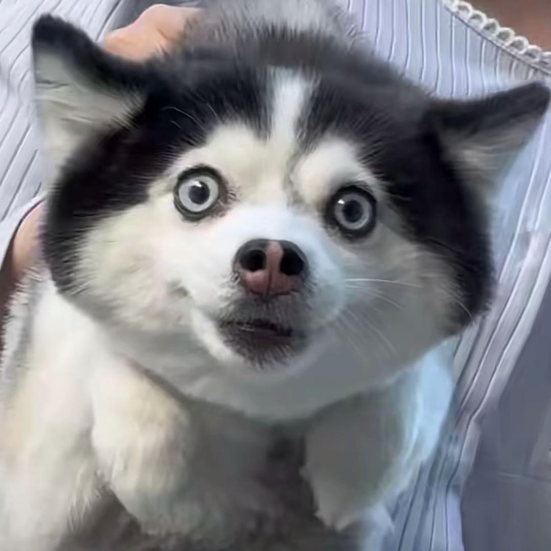 🌈泥巴🐾