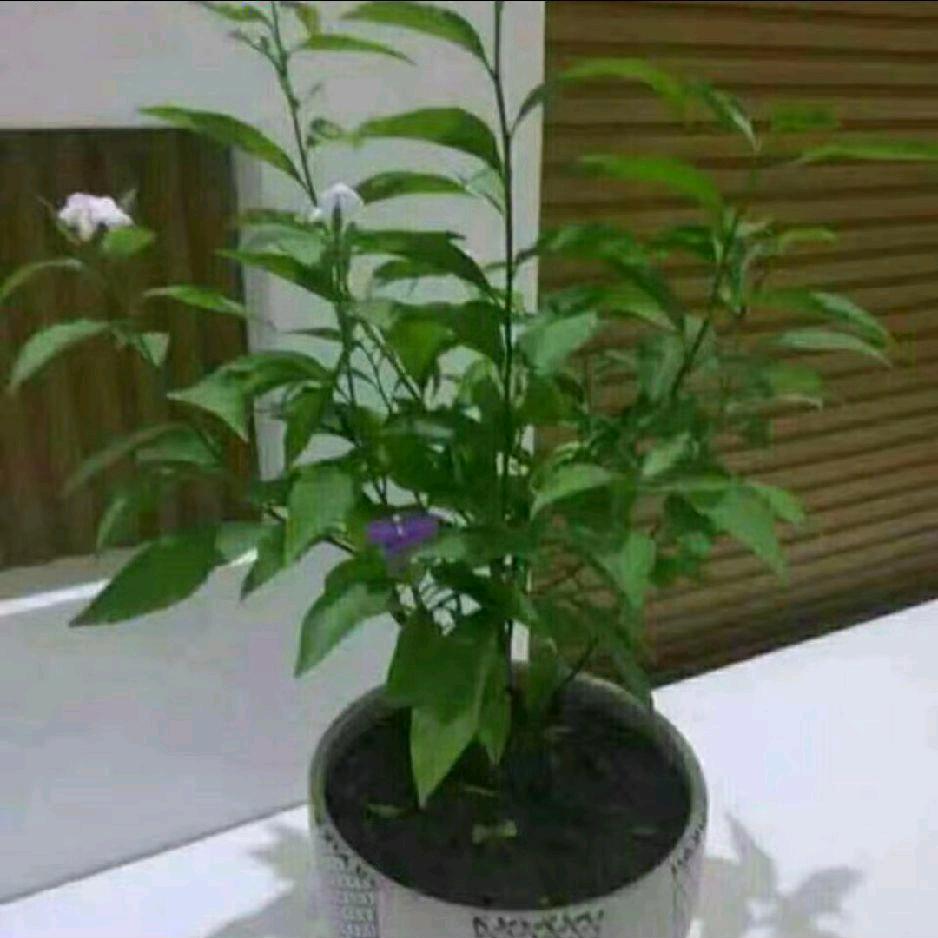 专业工装胡心起