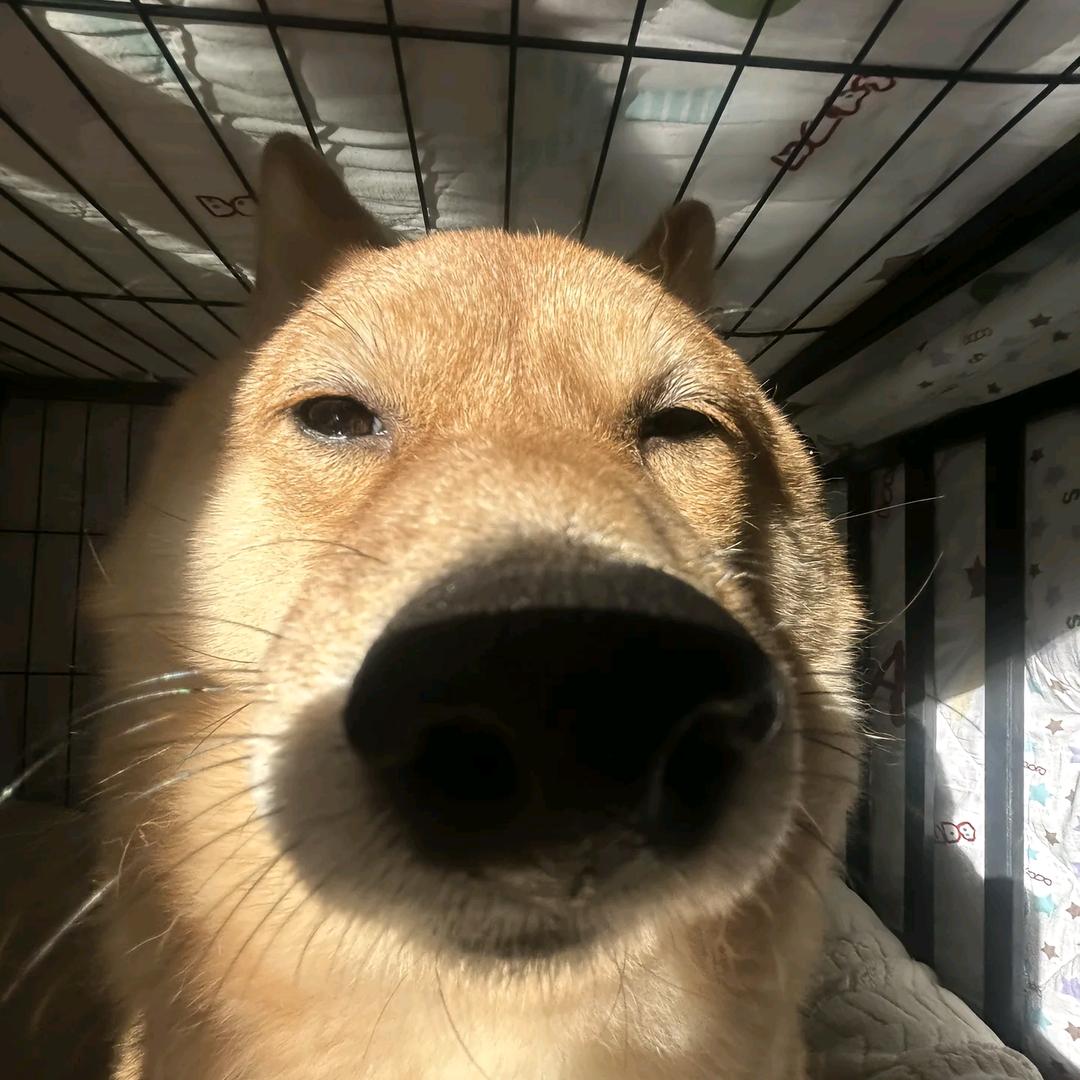 呆呆狗