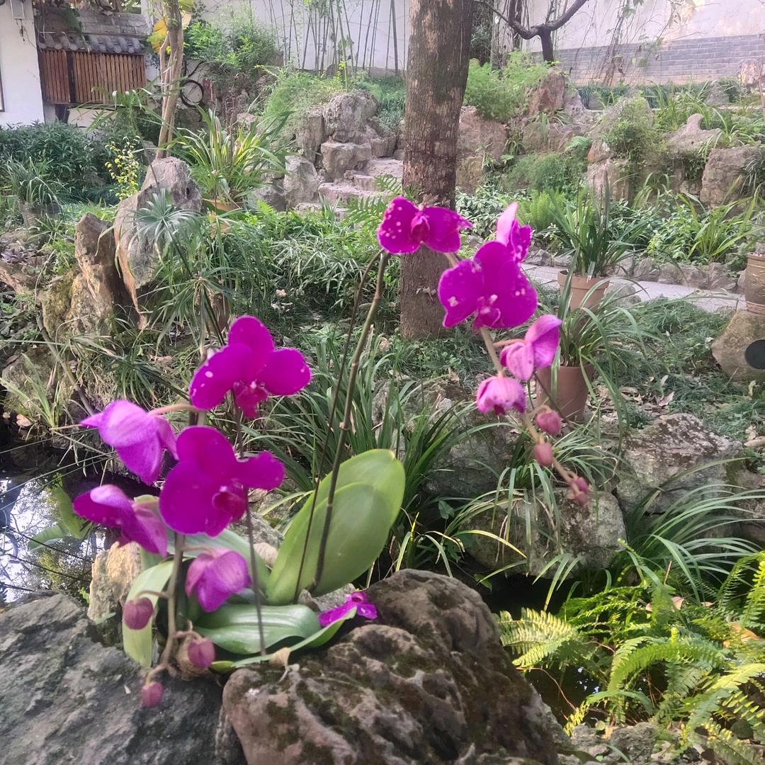 邱意浓、