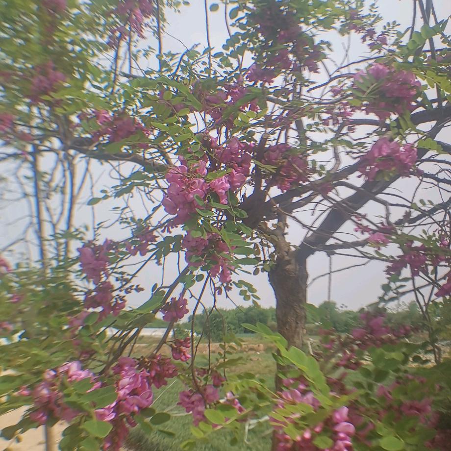 大眼