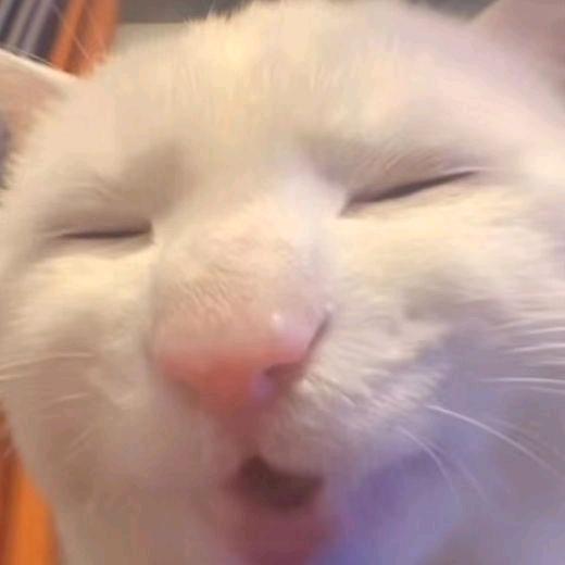 大笨猫233