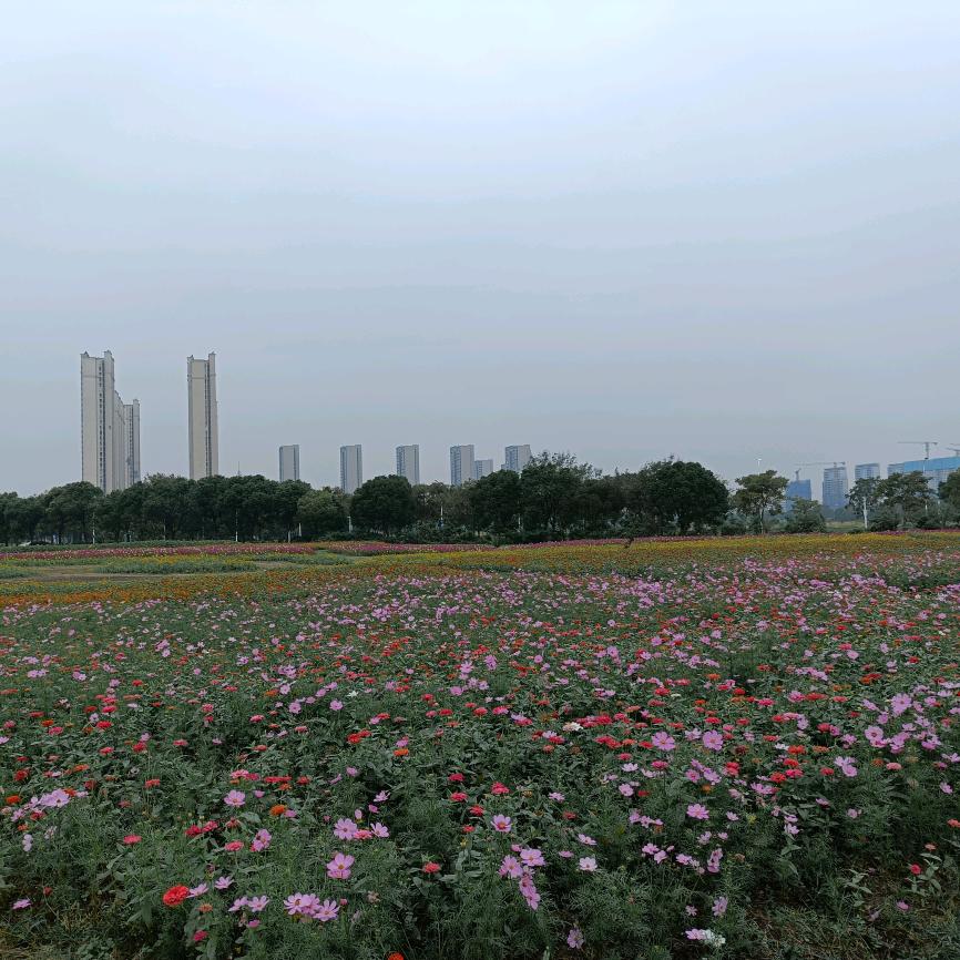 胖妞妞