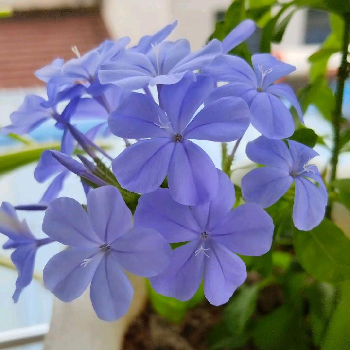 明媚姐