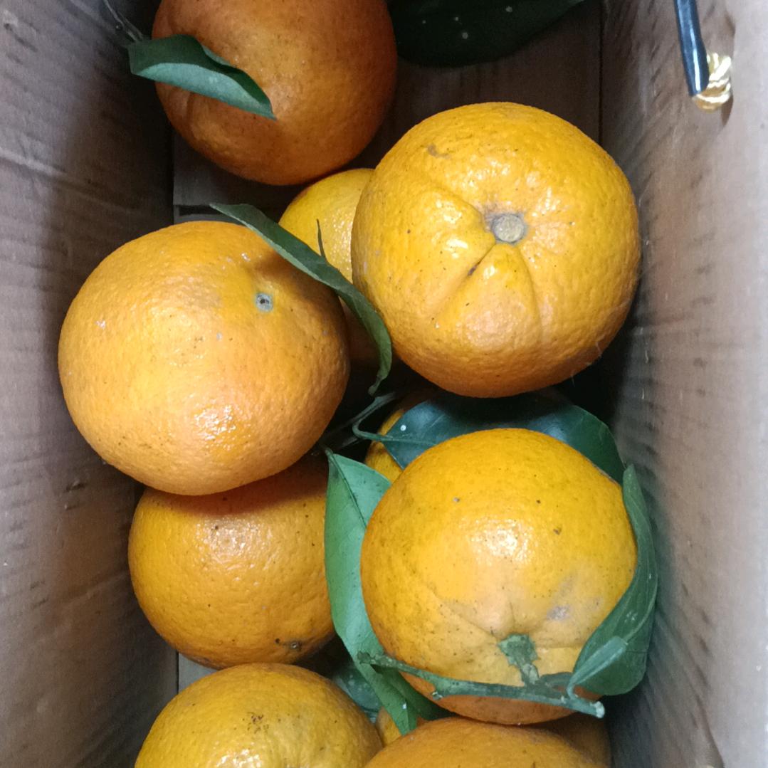 小羊呀蝴蝶🦋🦋🦋🦋