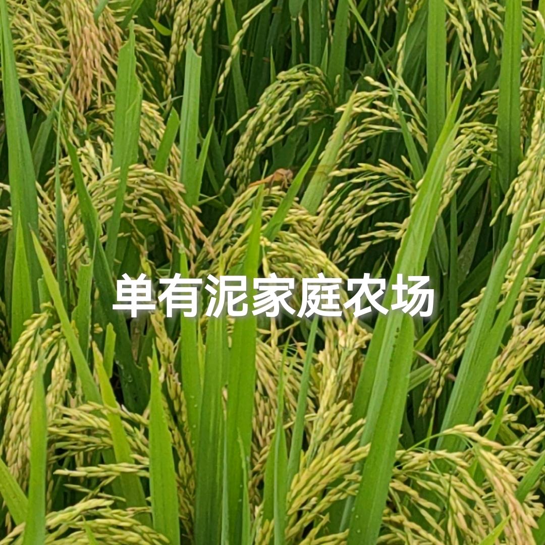 单有泥家庭农场