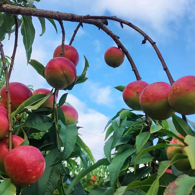 知米果零售优品铺