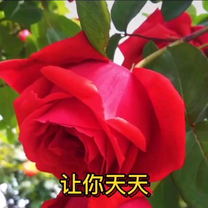 手机用户73140549363