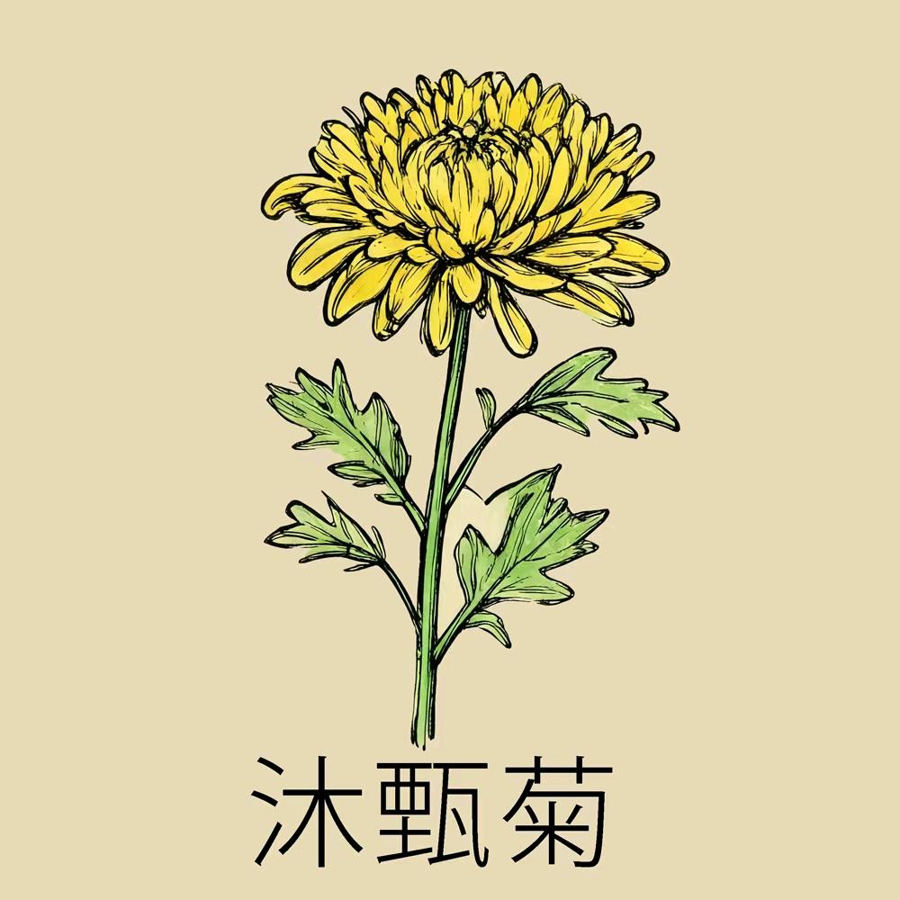 沐甄菊
