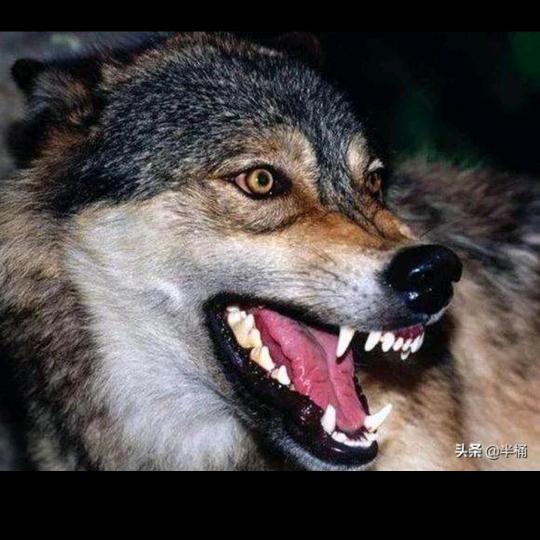 ꧁❀战～狼❀꧂