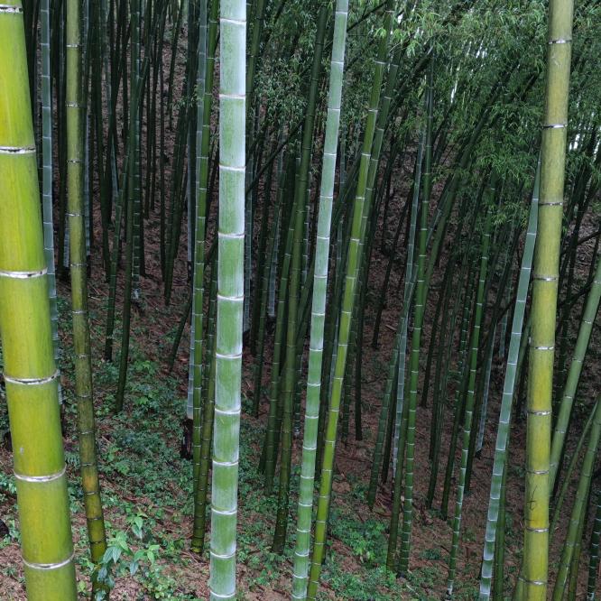 地球修理师