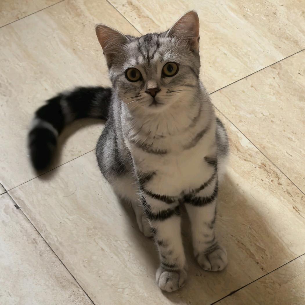 一只小猫