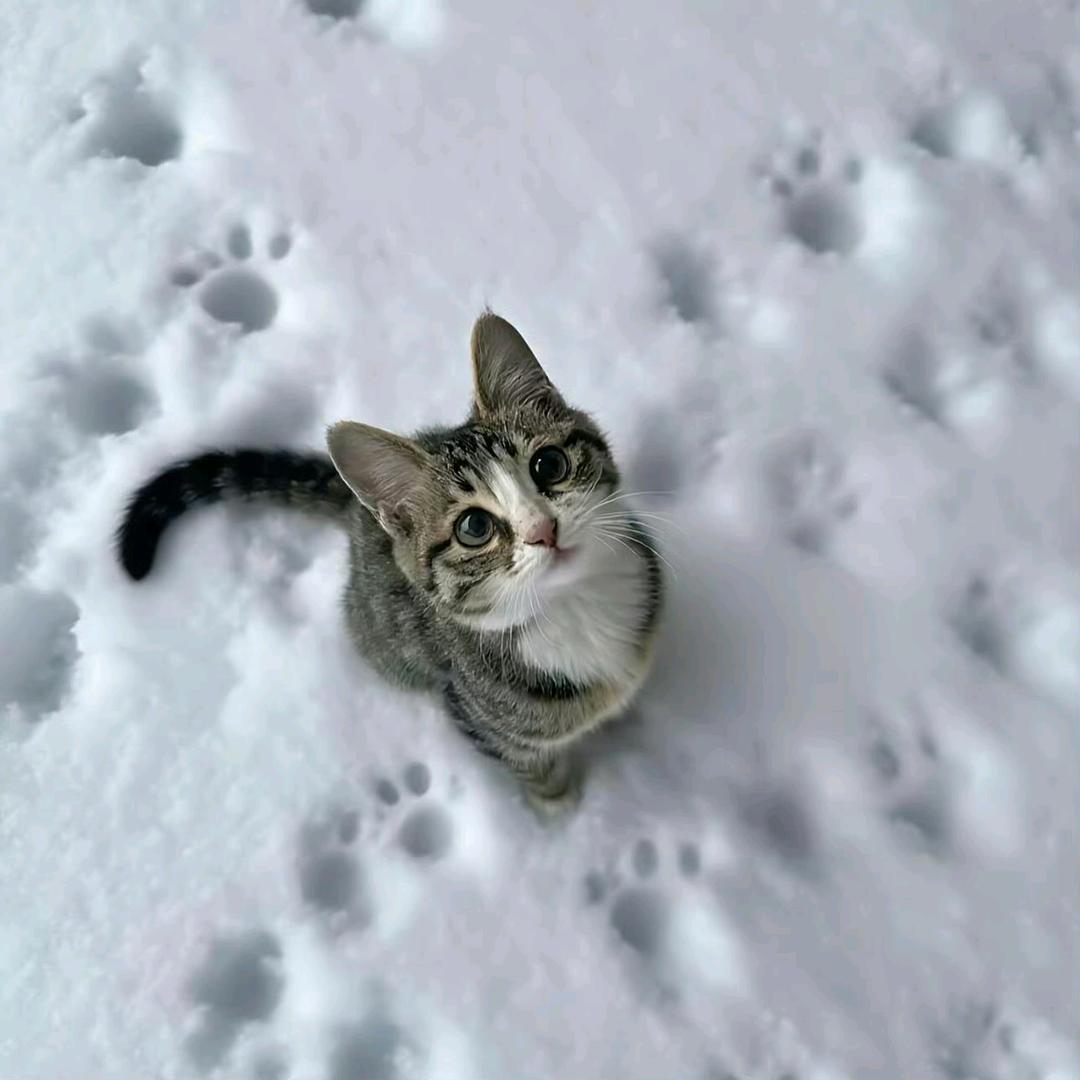 那天地球上诞生了一颗新梨子