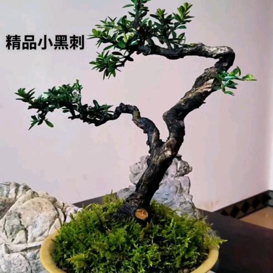 木林森盆景馆