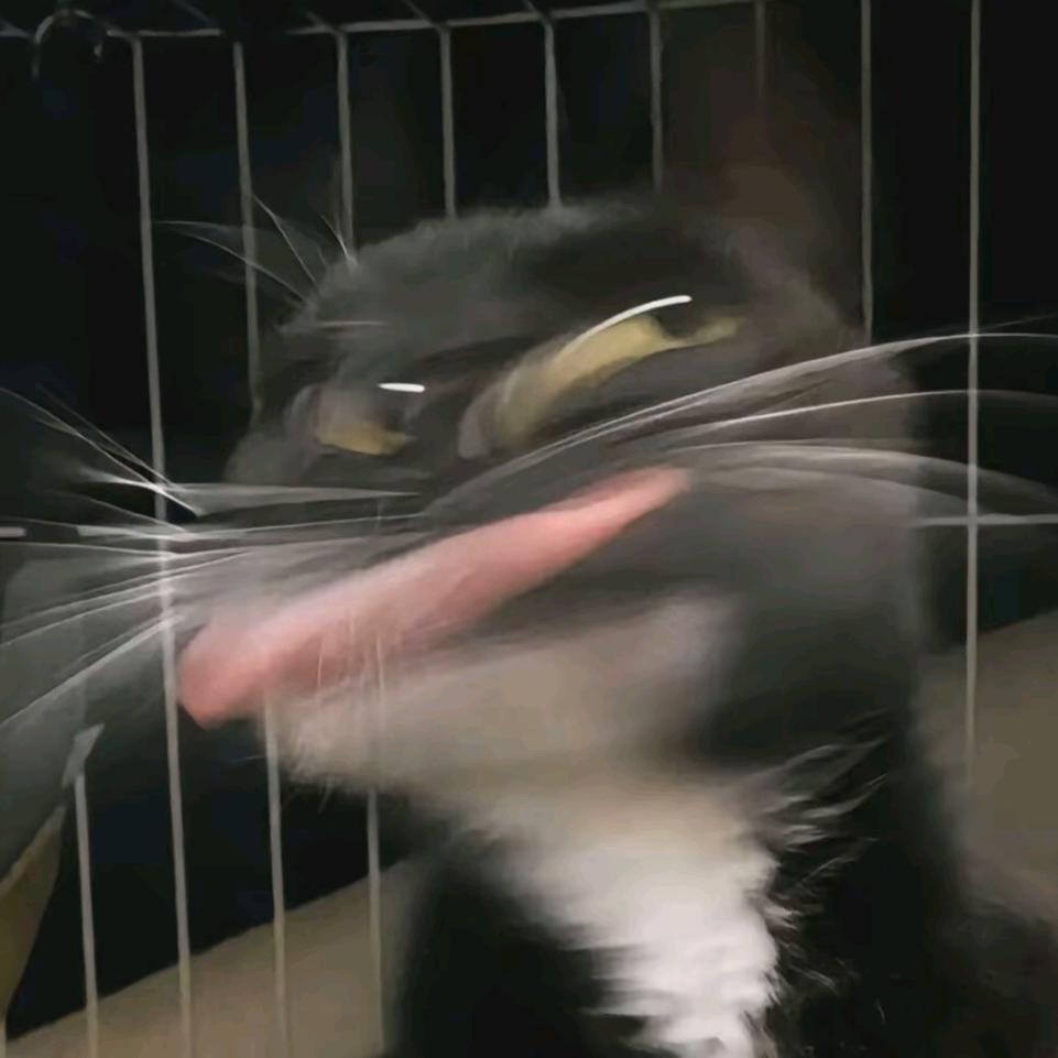 发呆土豆鱼.