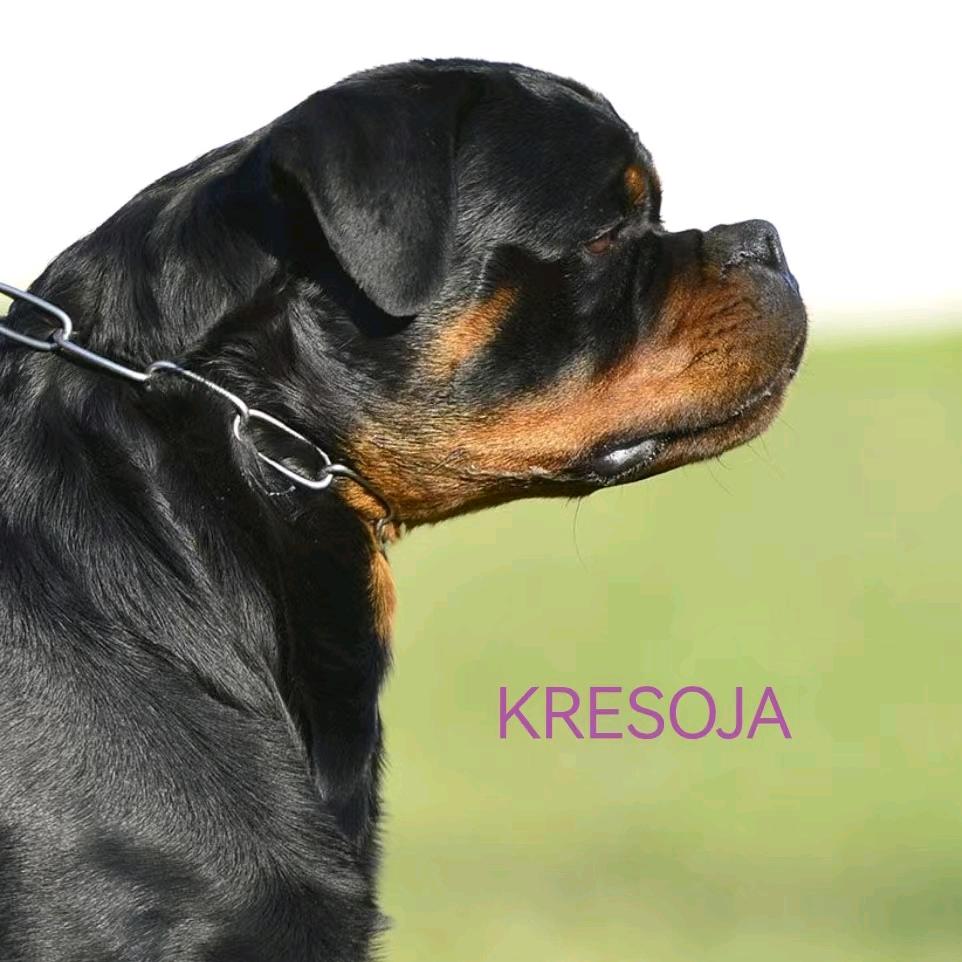 周口——豫东犬舍（小号）