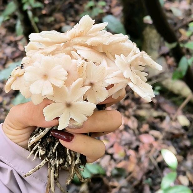 珊珊☞爱捡菌