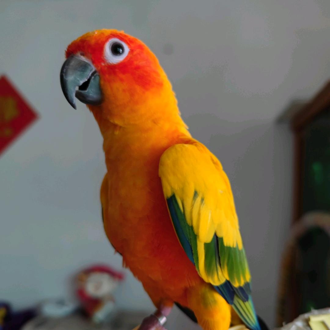 小九