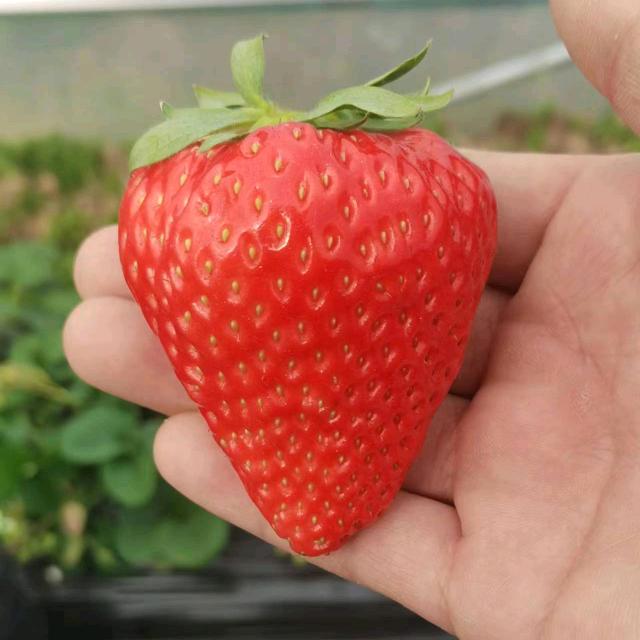 棉花的春天