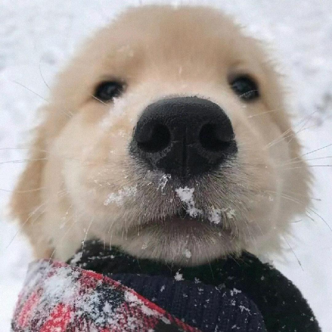 🌈❄️有凤来仪