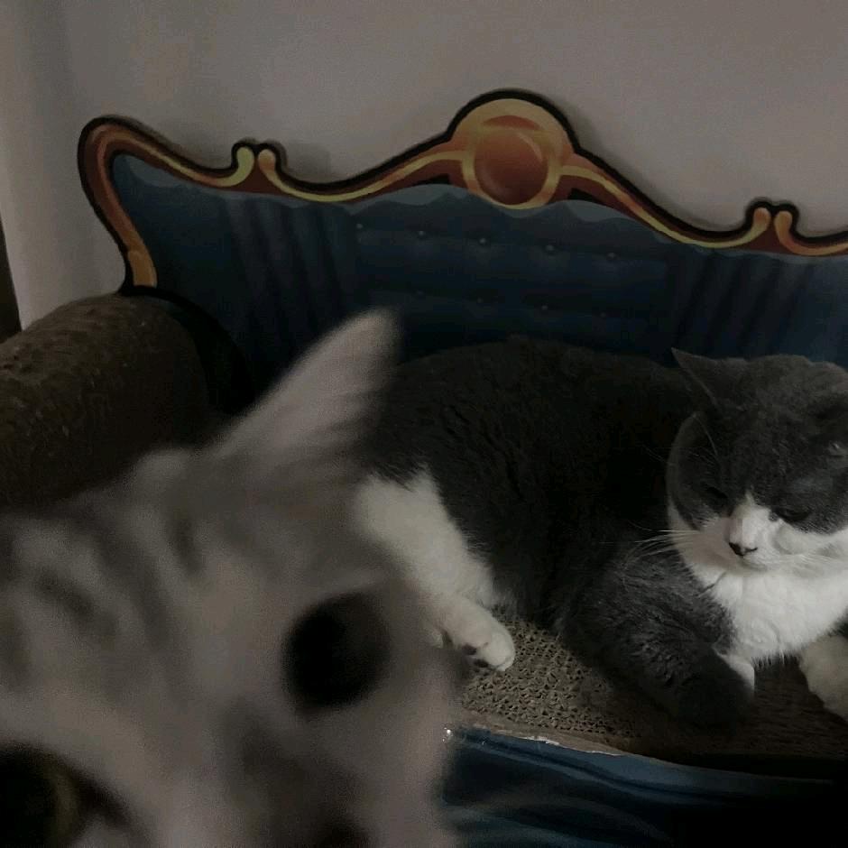 入冬的猫