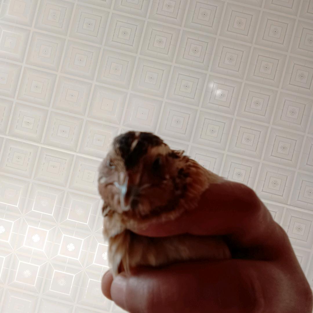 太康县转楼乡油坊庄斗鹌鹑