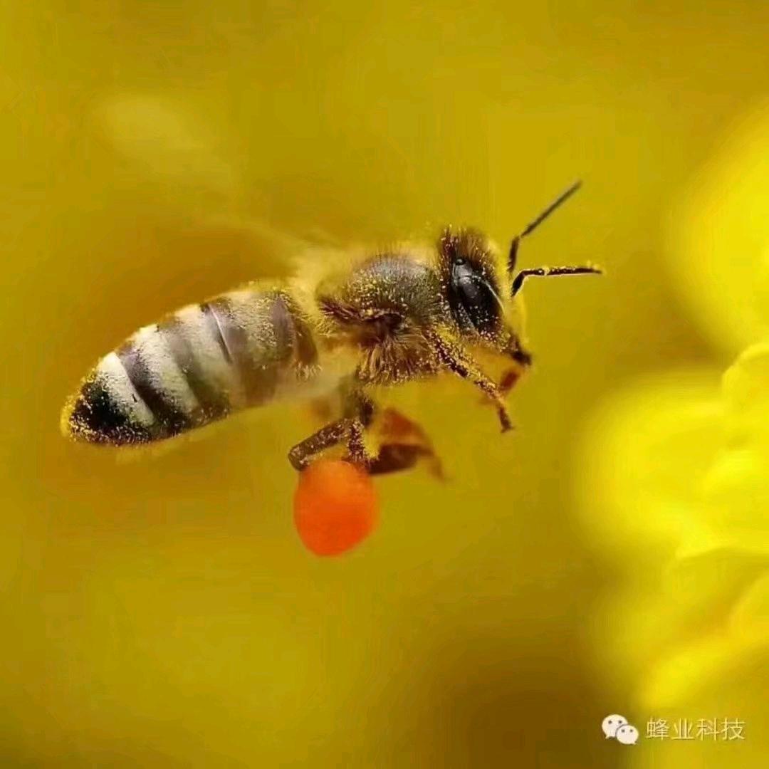 蜜蜜
