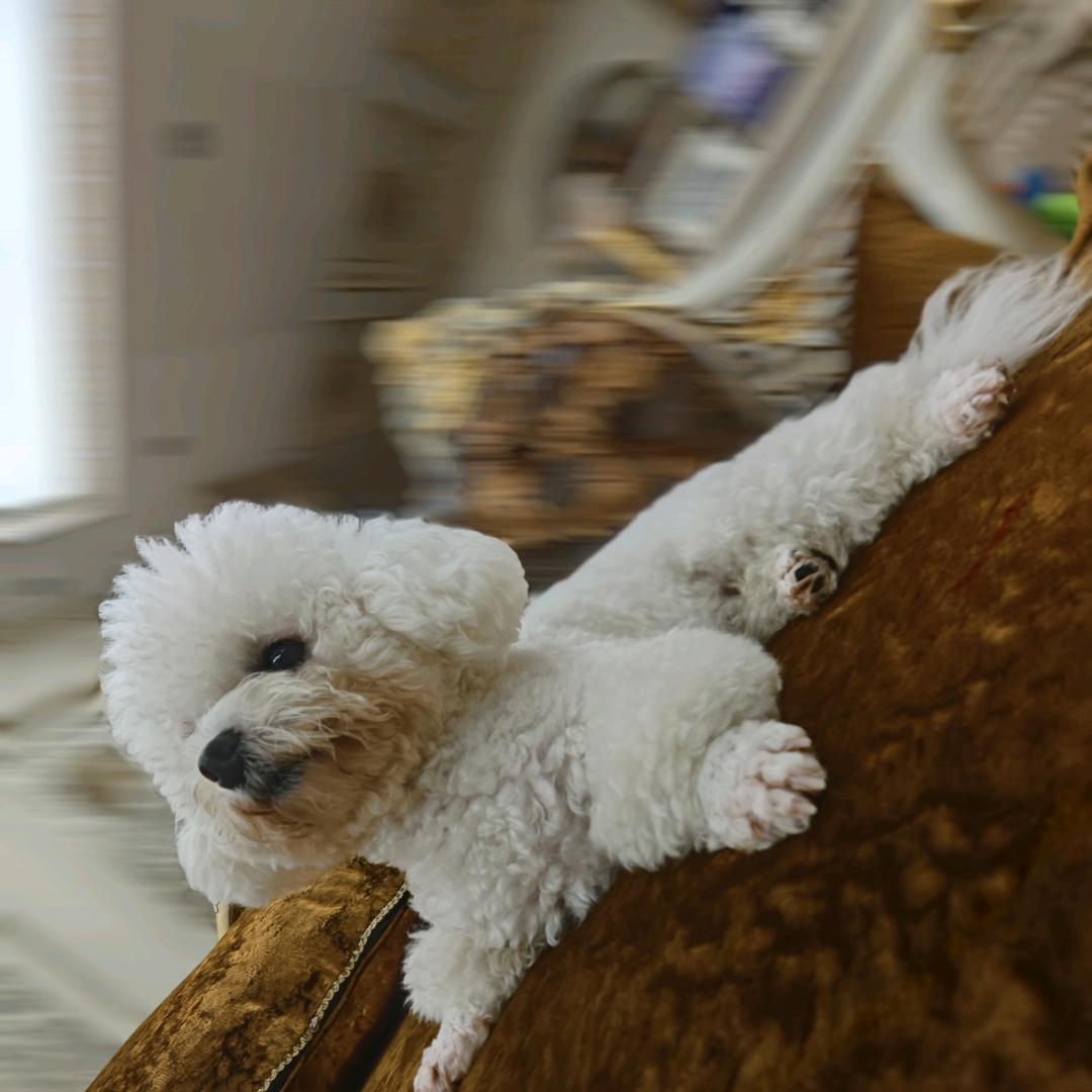 ccbqqd（三角洲）