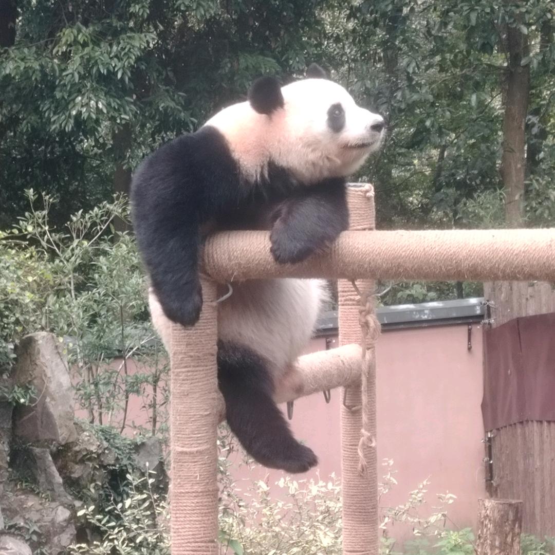黄大权破鞋底烧饼