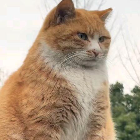 小张（减肥版）