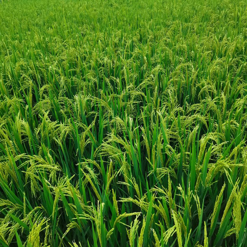 粉色