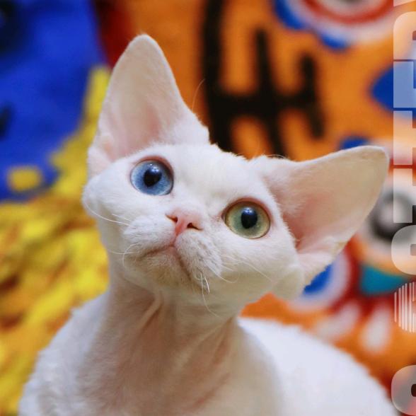 古灵阁德文猫舍