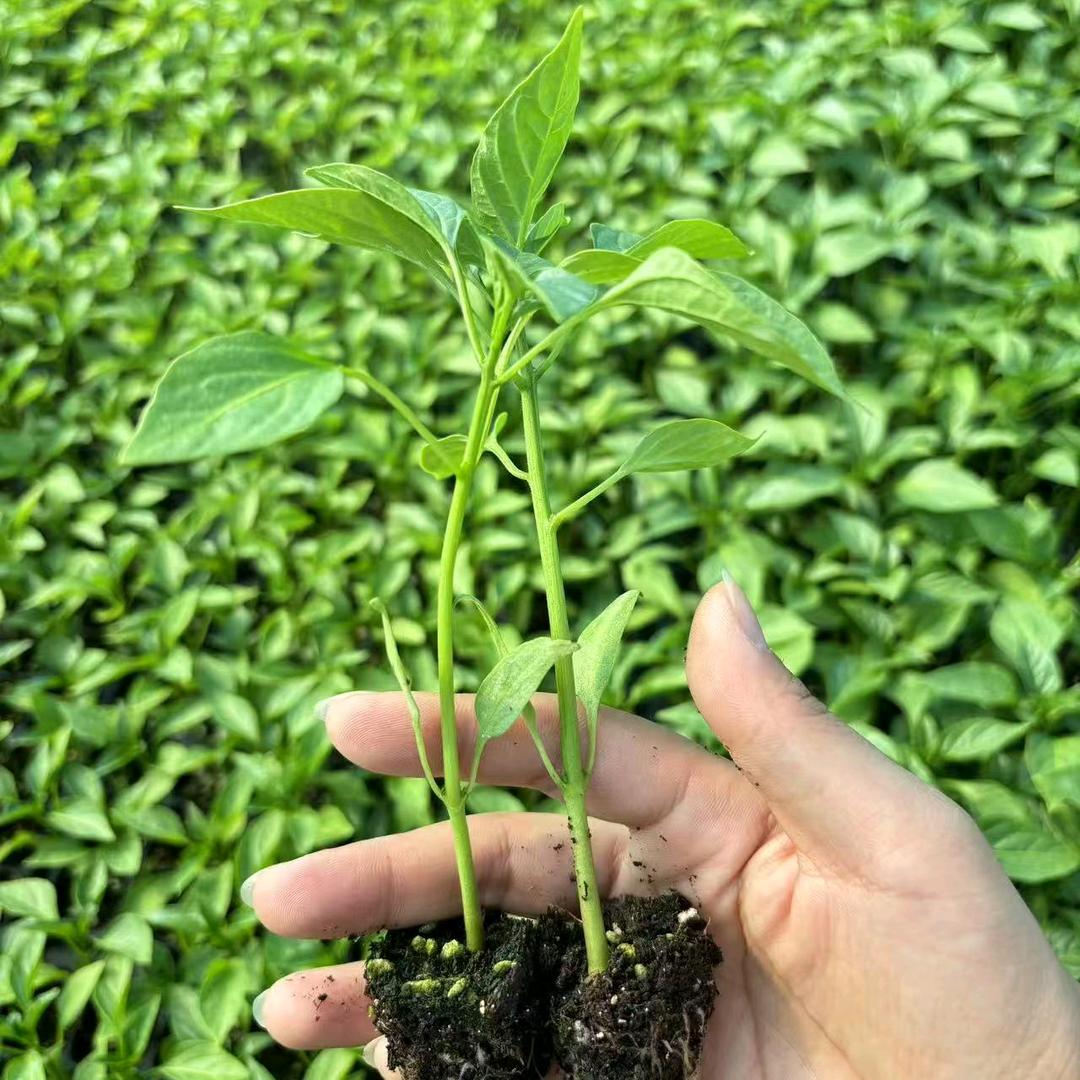 瑞鑫蔬菜小铺