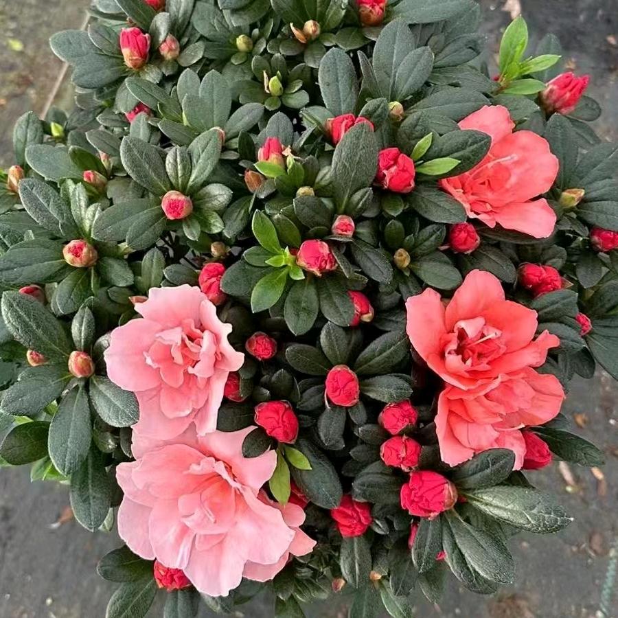新萍花卉基地