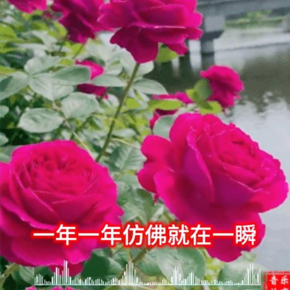 锦锦奶奶