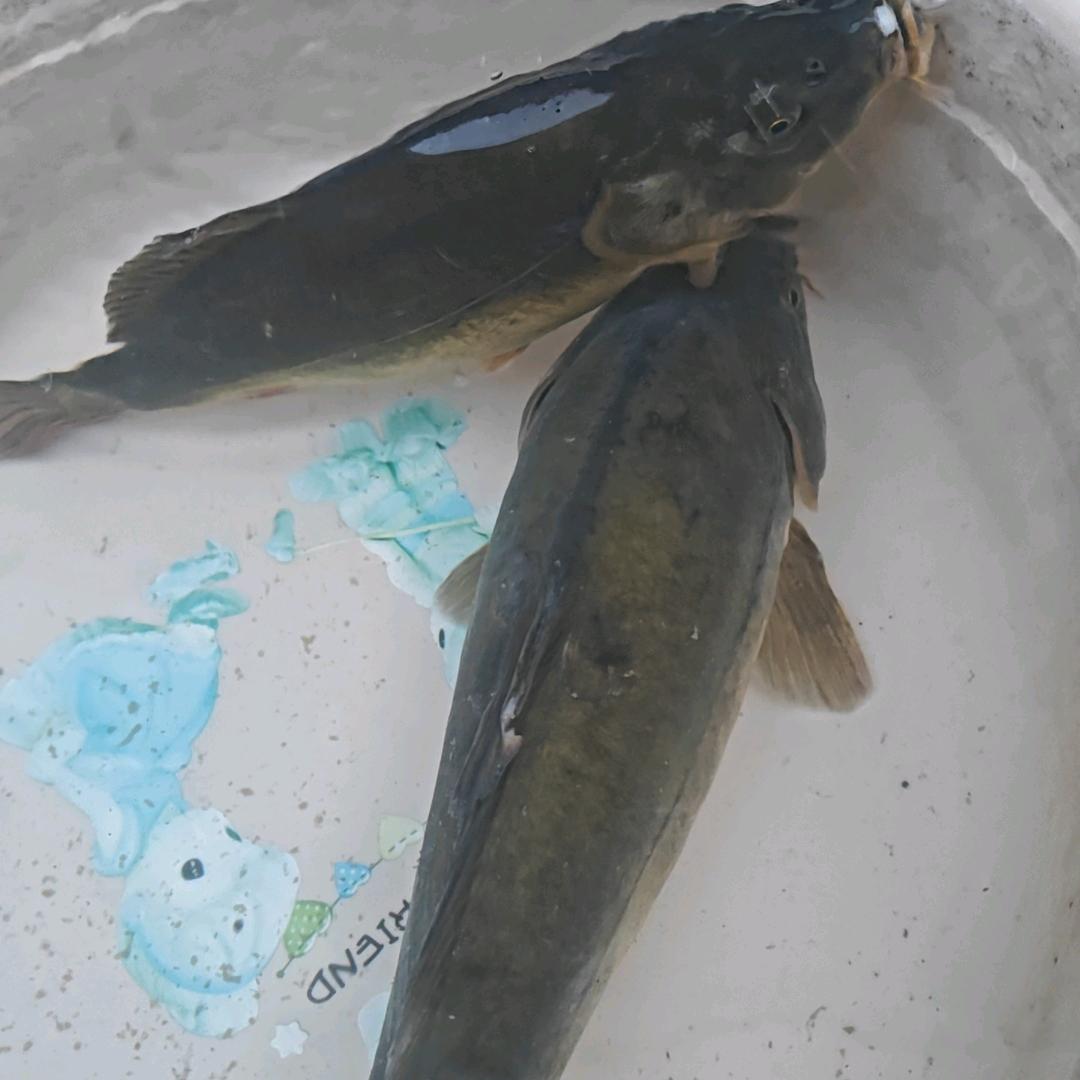 石材装修娃娃哥