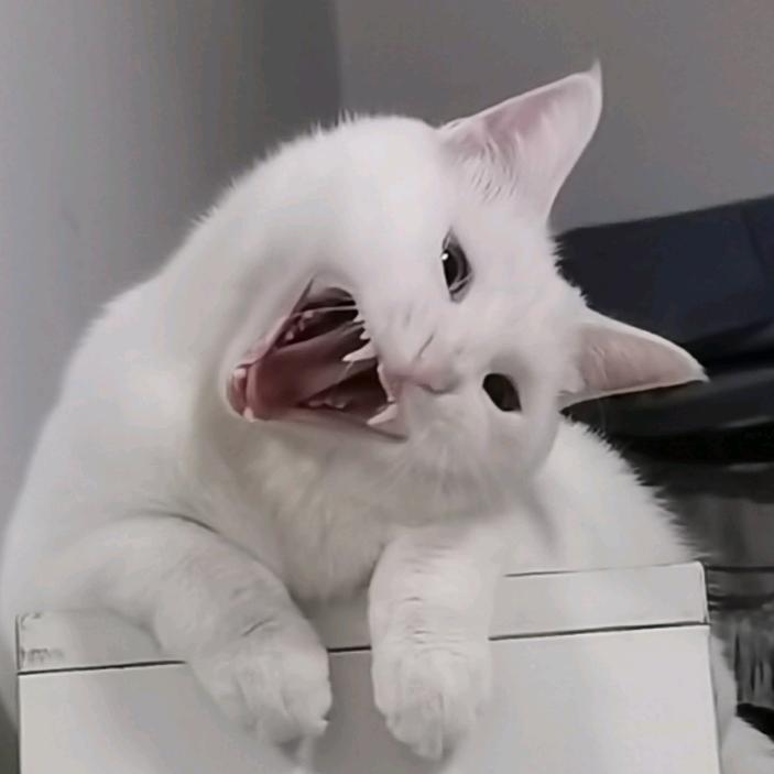 吃货哈哈哈基米