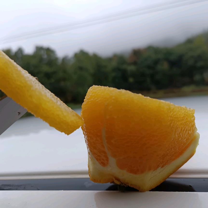 芳菲满径柳丝秀，春燕衔泥过华楼