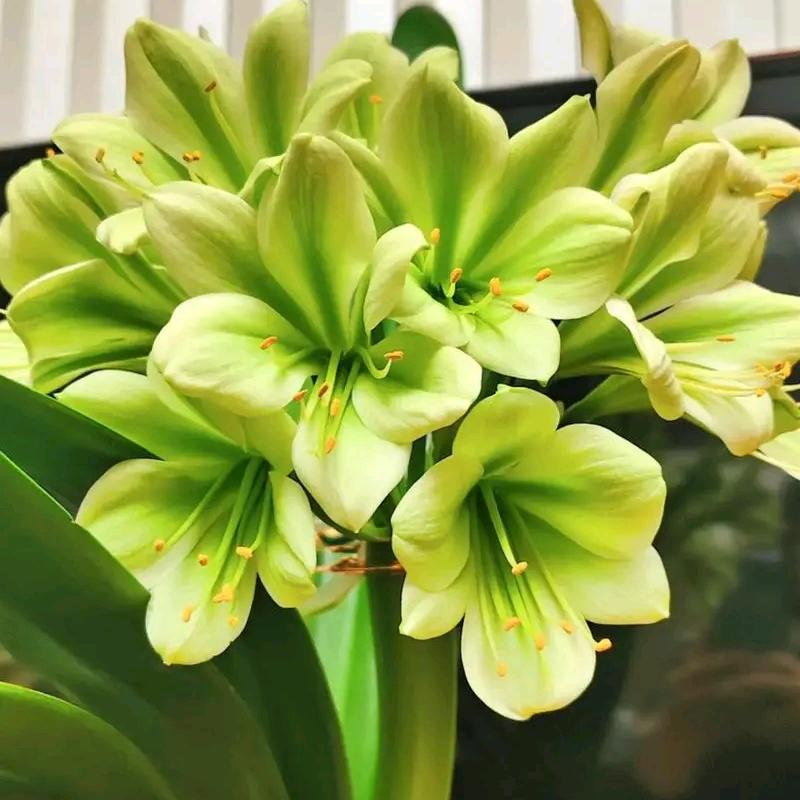 超雄精品君子兰苑